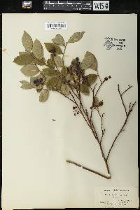 Vaccinium vacillans image