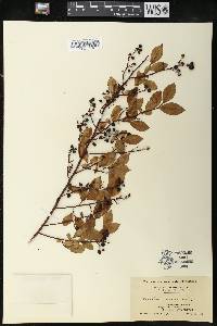 Vaccinium vacillans image