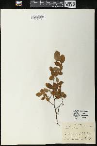 Vaccinium vacillans image