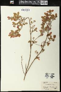 Vaccinium vacillans image