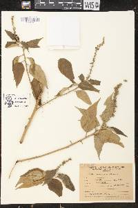 Croton lachnostachyus image