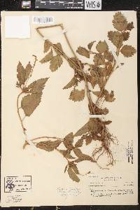 Croton sclerocalyx image