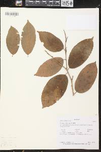 Croton schiedeanus image