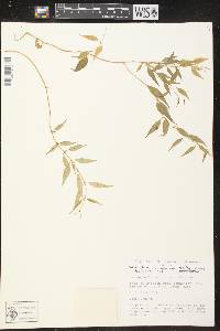 Orthosia glaberrima image