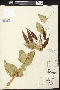 Asclepias cordifolia image