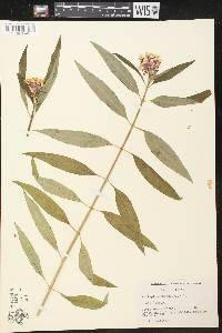 Asclepias curassavica image