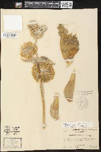 Asclepias erosa image