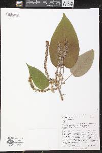 Croton costatus image