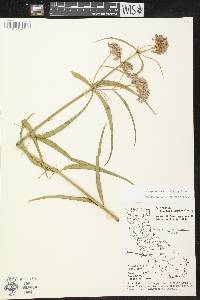 Asclepias fascicularis image