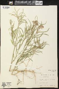 Asclepias fascicularis image