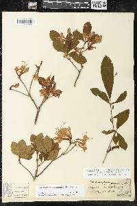 Rhododendron periclymenoides image