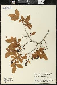 Vaccinium marianum image