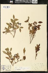 Vaccinium angustifolium image