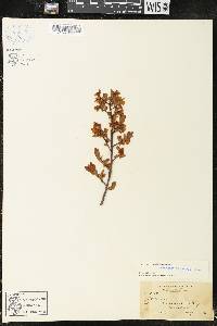 Vaccinium angustifolium image