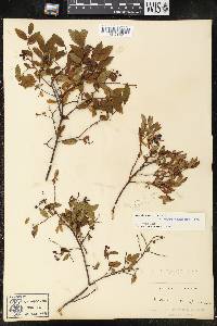 Vaccinium angustifolium image