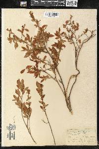 Vaccinium angustifolium image