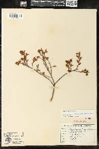 Vaccinium angustifolium image