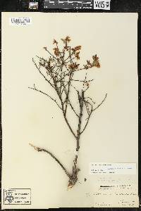 Vaccinium angustifolium image