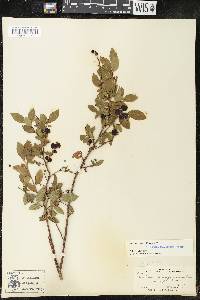 Vaccinium angustifolium image