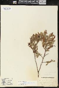 Vaccinium angustifolium image