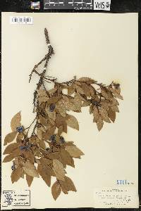 Vaccinium corymbosum var. amoenum image