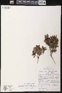 Vaccinium vitis-idaea image