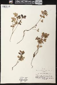 Vaccinium vitis-idaea image