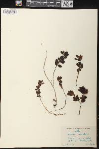 Vaccinium vitis-idaea image