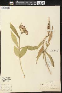 Asclepias incarnata var. pulchra image