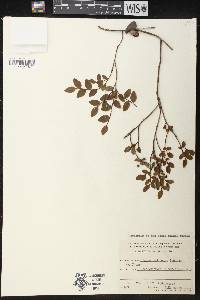 Vaccinium myrtillus image