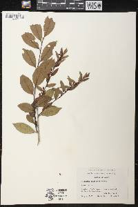 Vaccinium bracteatum image