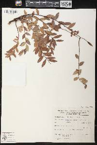 Vaccinium stenophyllum image