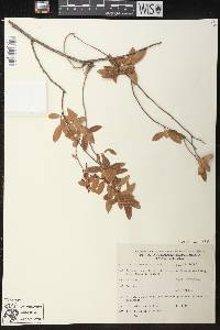 Vaccinium stenophyllum image