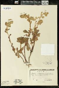 Euphorbia amygdaloides image
