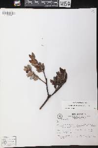 Vaccinium corymbodendron image