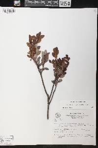 Vaccinium corymbodendron image