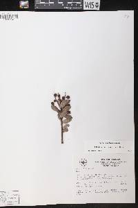 Vaccinium corymbodendron image