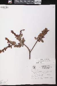 Vaccinium corymbodendron image