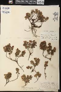 Vaccinium vitis-idaea image