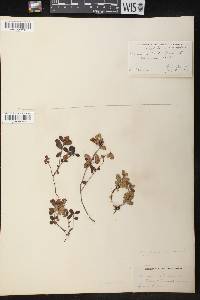 Vaccinium vitis-idaea image