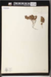 Vaccinium vitis-idaea image