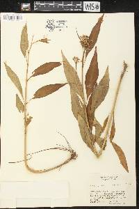 Asclepias perennis image