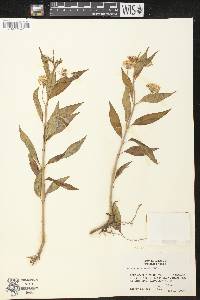 Asclepias perennis image