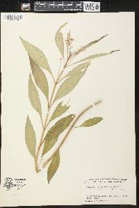 Asclepias perennis image