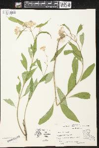 Asclepias perennis image