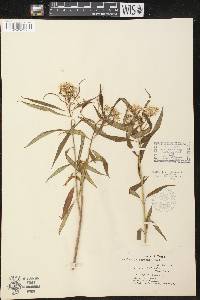 Asclepias perennis image