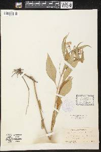 Asclepias perennis image