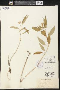 Asclepias perennis image