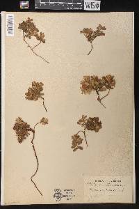 Vaccinium vitis-idaea image