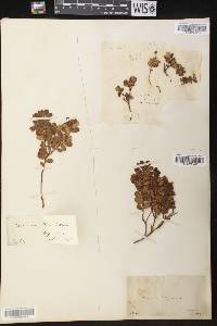 Vaccinium vitis-idaea image